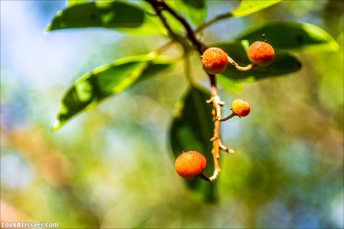 Зима в парке библейской природы Неот Кдумим | חורף בנאות קדומים | LookAtIsrael.com - Фото путешествия по Израилю