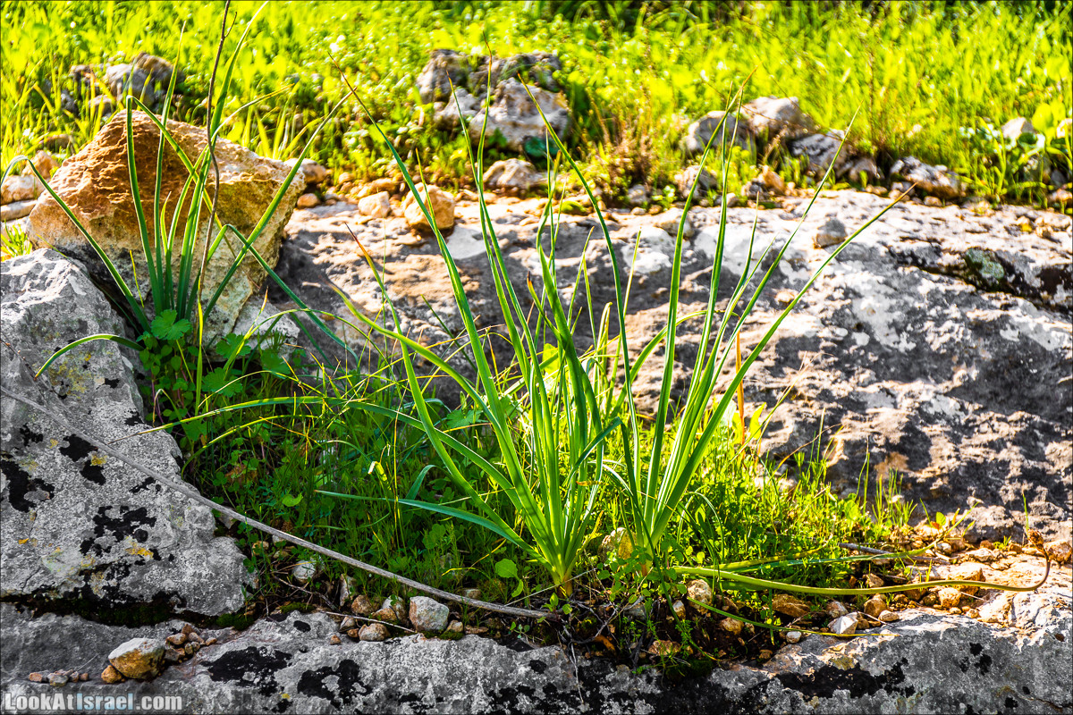 Зима в парке библейской природы Неот Кдумим | חורף בנאות קדומים | LookAtIsrael.com - Фото путешествия по Израилю