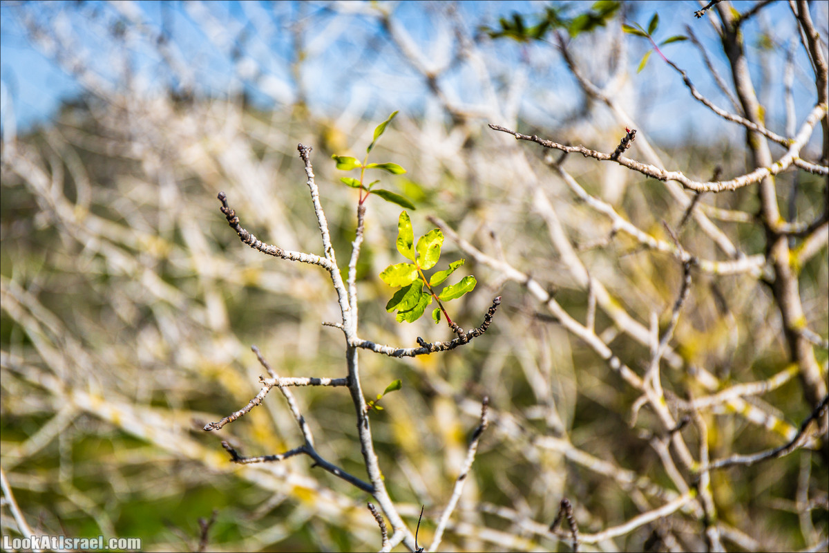 Зима в парке библейской природы Неот Кдумим | חורף בנאות קדומים | LookAtIsrael.com - Фото путешествия по Израилю