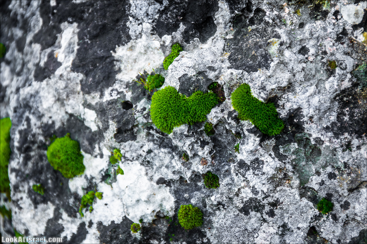 Зима в парке библейской природы Неот Кдумим | חורף בנאות קדומים | LookAtIsrael.com - Фото путешествия по Израилю