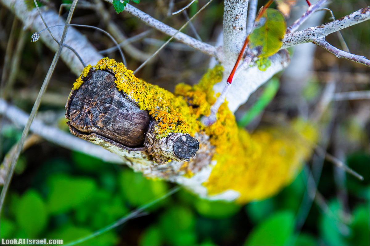 Зима в парке библейской природы Неот Кдумим | חורף בנאות קדומים | LookAtIsrael.com - Фото путешествия по Израилю