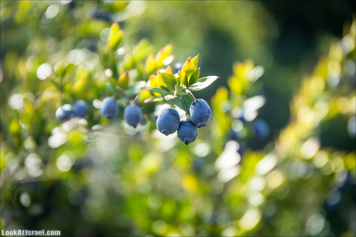 Зима в парке библейской природы Неот Кдумим | חורף בנאות קדומים | LookAtIsrael.com - Фото путешествия по Израилю