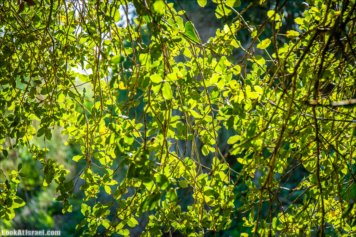 Зима в парке библейской природы Неот Кдумим | חורף בנאות קדומים | LookAtIsrael.com - Фото путешествия по Израилю