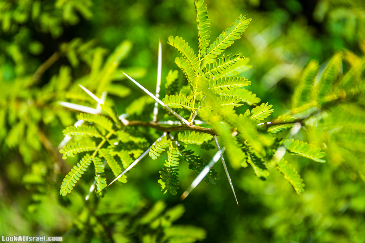 Зима в парке библейской природы Неот Кдумим | חורף בנאות קדומים | LookAtIsrael.com - Фото путешествия по Израилю