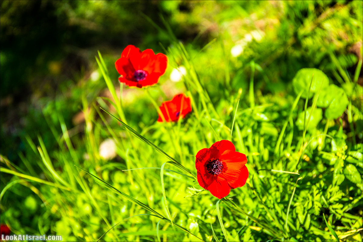 Зима в парке библейской природы Неот Кдумим | חורף בנאות קדומים | LookAtIsrael.com - Фото путешествия по Израилю