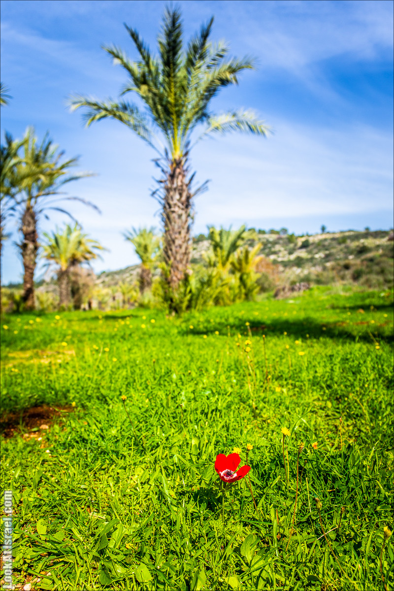 Зима в парке библейской природы Неот Кдумим | חורף בנאות קדומים | LookAtIsrael.com - Фото путешествия по Израилю