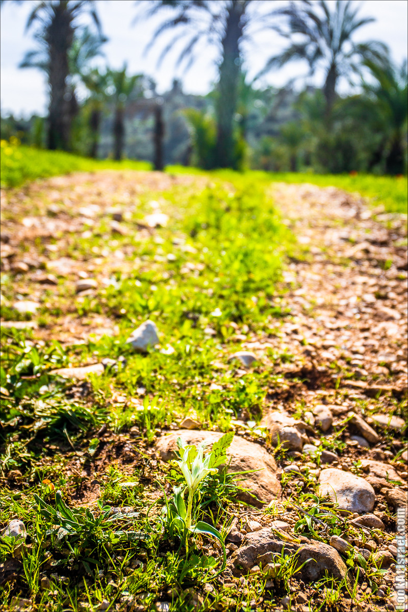 Зима в парке библейской природы Неот Кдумим | חורף בנאות קדומים | LookAtIsrael.com - Фото путешествия по Израилю