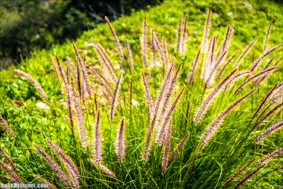 Зима в парке библейской природы Неот Кдумим | חורף בנאות קדומים | LookAtIsrael.com - Фото путешествия по Израилю