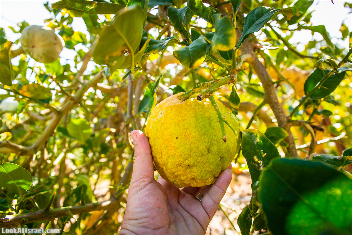 Зима в парке библейской природы Неот Кдумим | חורף בנאות קדומים | LookAtIsrael.com - Фото путешествия по Израилю