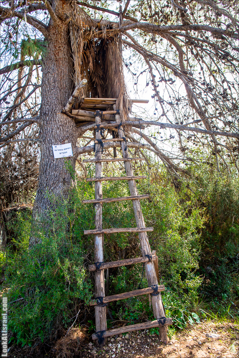 Зима в парке библейской природы Неот Кдумим | חורף בנאות קדומים | LookAtIsrael.com - Фото путешествия по Израилю
