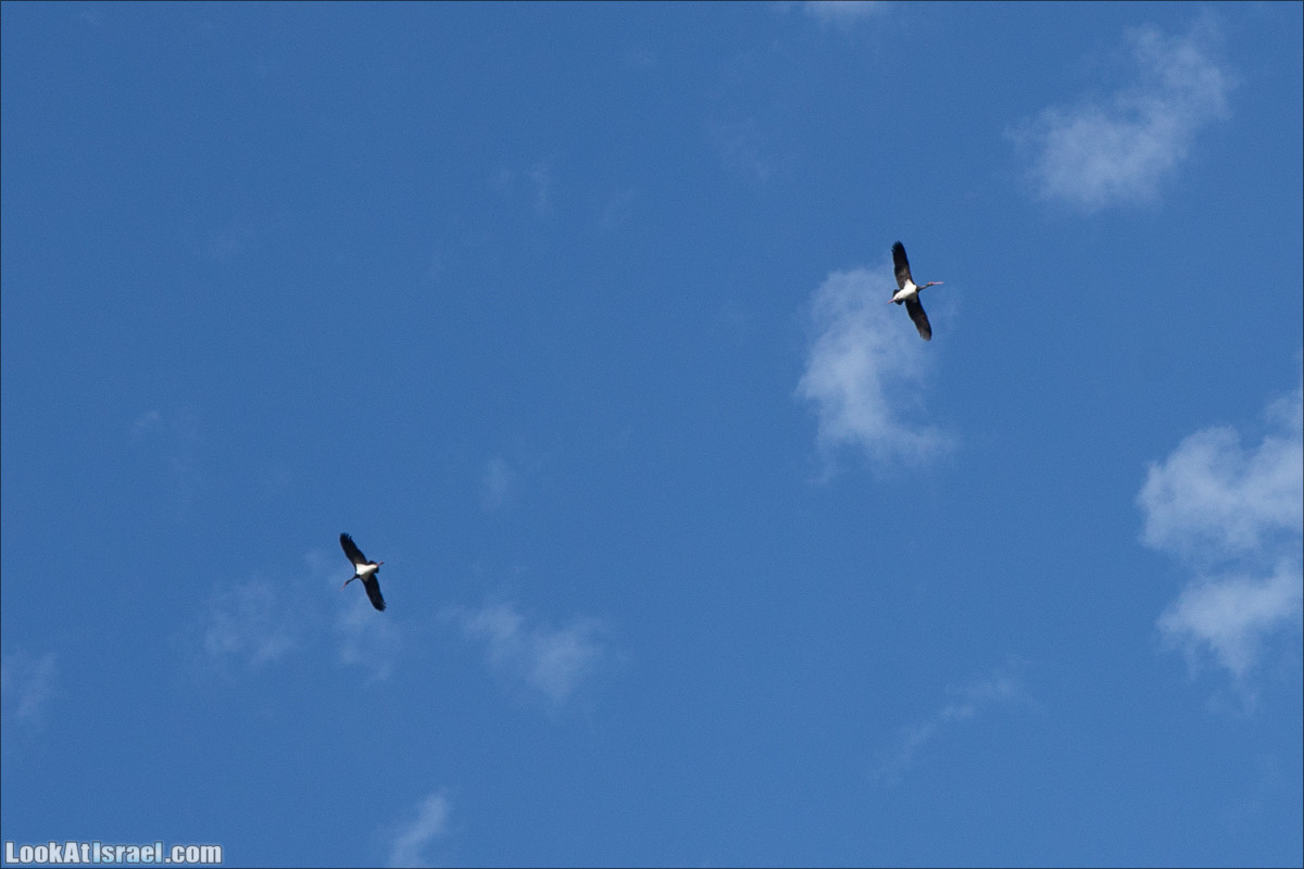 Джиср аз-Зарка | LookAtIsrael.com - Фото путешествия по Израилю