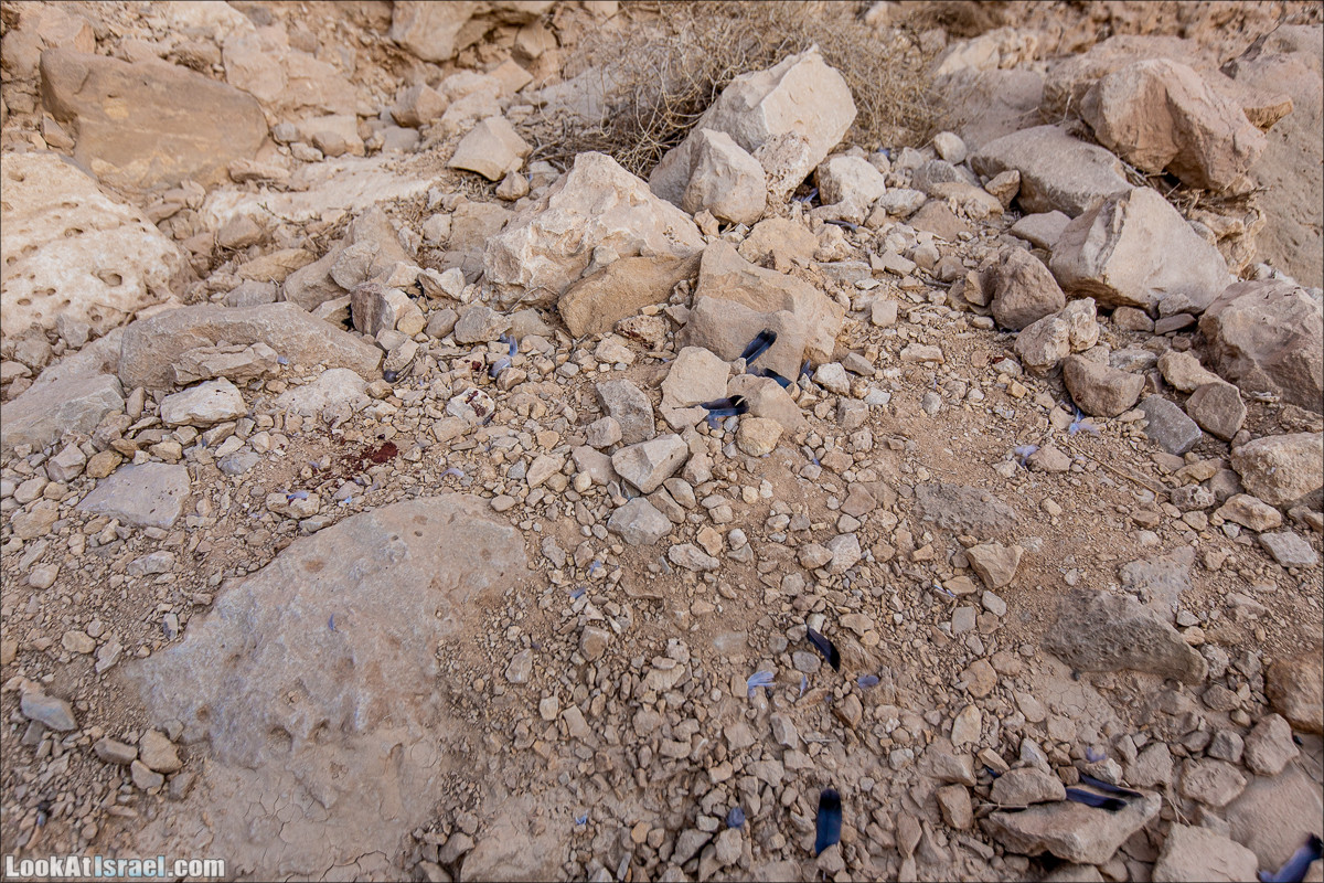 От Йотвата до Шахарут и обратно. 2-х дневный автономный маршрут | Hike from Yotvata to Shaharut and back | מסלול מיוטבתה לשחרות | LookAtIsrael.com - Фото путешествия по Израилю