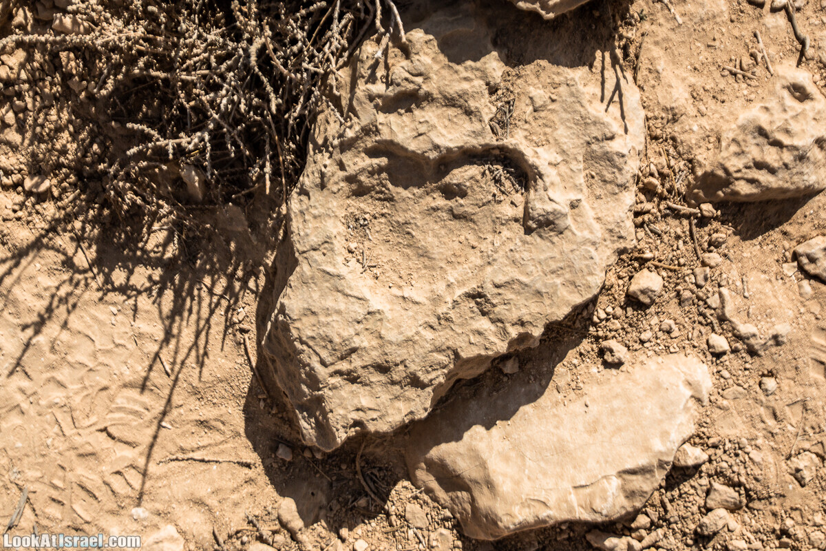 Махтеш Гадоль (Большой кратер) поход и аэро-фото съёмка | Makhtesh gadol (Large crater) | המכתש הכגדול | LookAtIsrael.com - Фото путешествия по Израилю