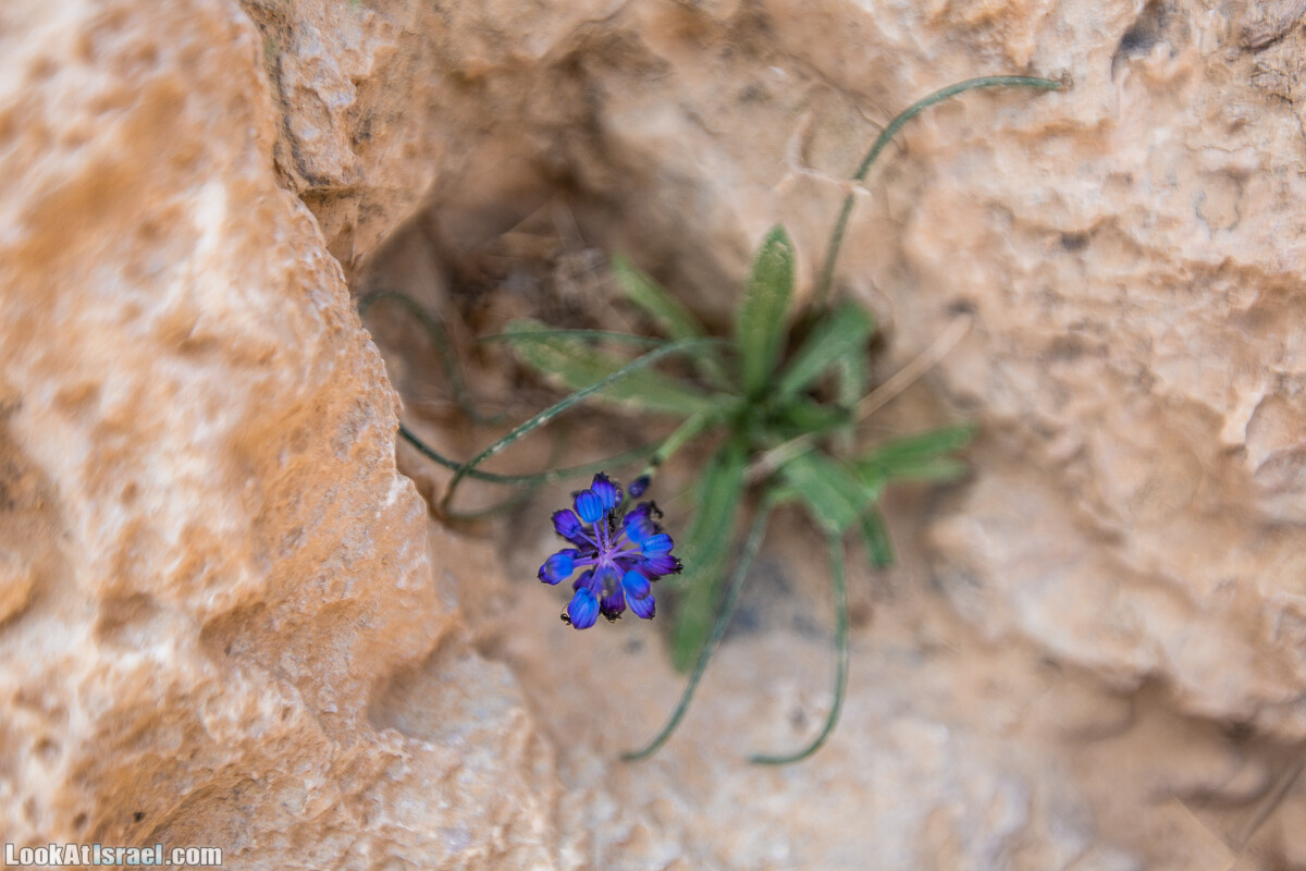 Махтеш Гадоль (Большой кратер) поход и аэро-фото съёмка | Makhtesh gadol (Large crater) | המכתש הכגדול | LookAtIsrael.com - Фото путешествия по Израилю