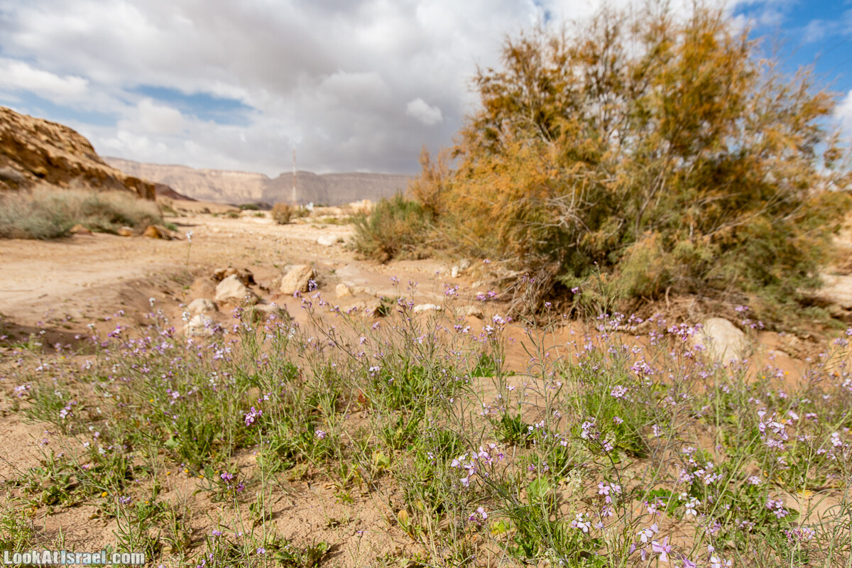 Махтеш Катан (Малый кратер) и Маале Эли | Small Makhtesh & Eli Ascent | מכתש הקטן ומעלה אלי | LookAtIsrael.com - Фото путешествия по Израилю