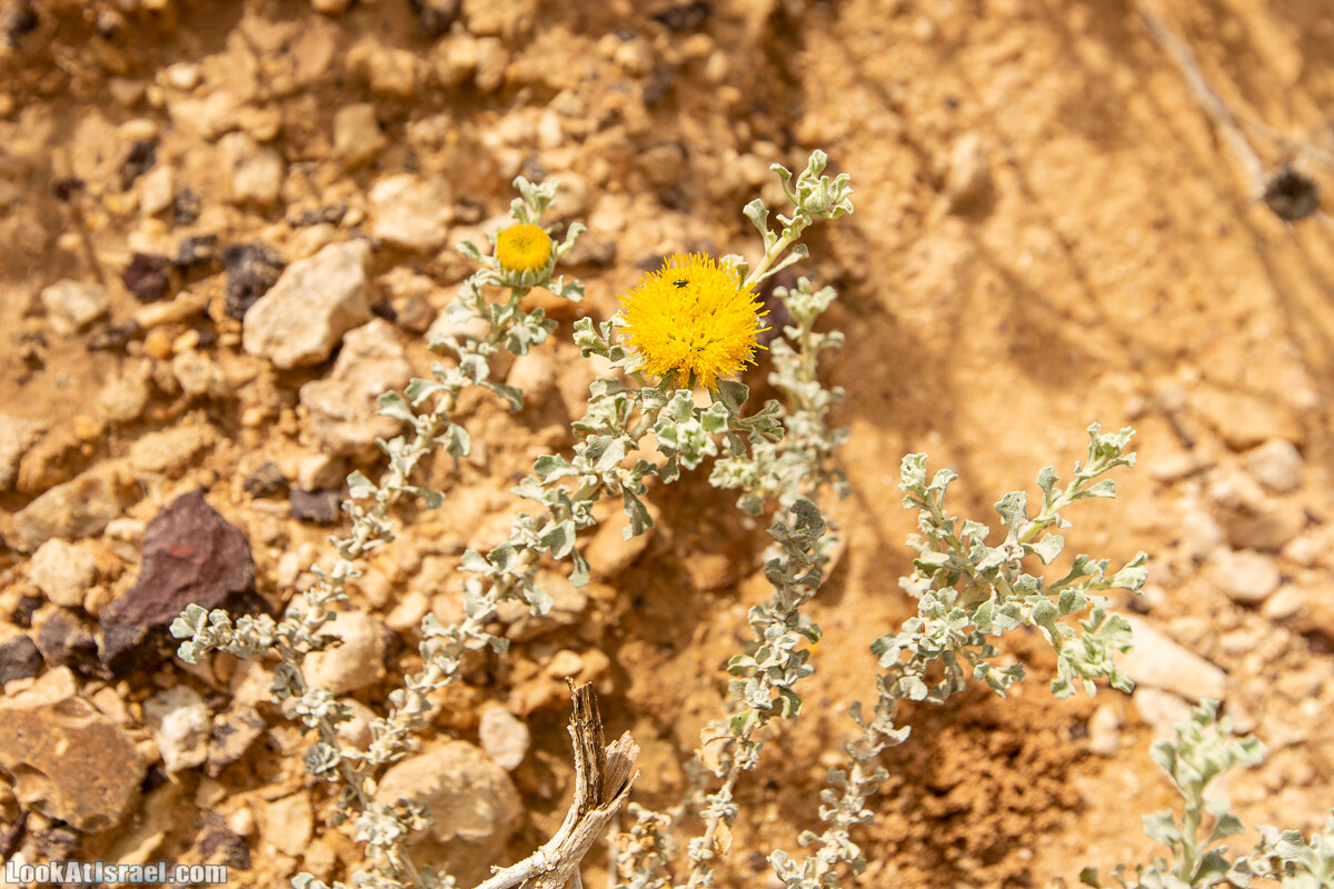 Махтеш Катан (Малый кратер) и Маале Эли | Small Makhtesh & Eli Ascent | מכתש הקטן ומעלה אלי | LookAtIsrael.com - Фото путешествия по Израилю