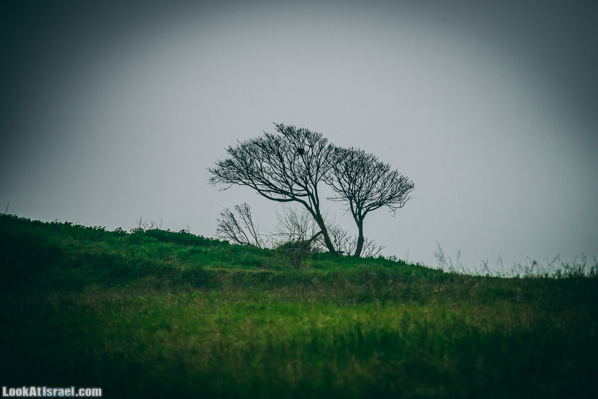 Побережье от Шфаим до Арсуф и Зеленая галерея - парк Дина - Сад скульптур на природе | LookAtIsrael.com - Фото путешествия по Израилю