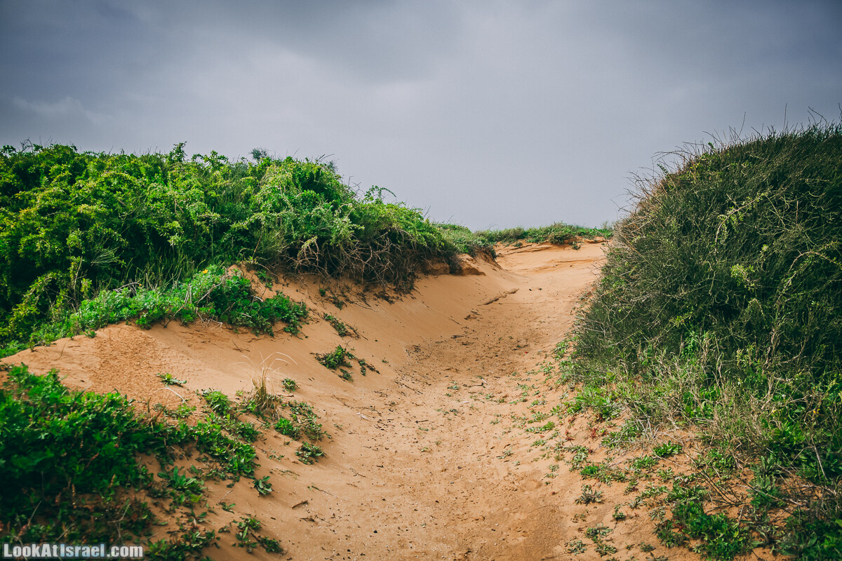 Побережье от Шфаим до Арсуф и Зеленая галерея - парк Дина - Сад скульптур на природе | LookAtIsrael.com - Фото путешествия по Израилю