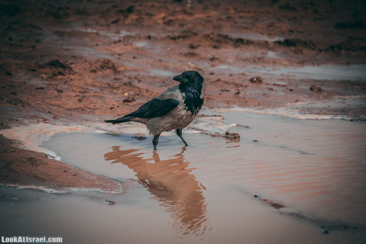 Побережье от Шфаим до Арсуф и Зеленая галерея - парк Дина - Сад скульптур на природе | LookAtIsrael.com - Фото путешествия по Израилю