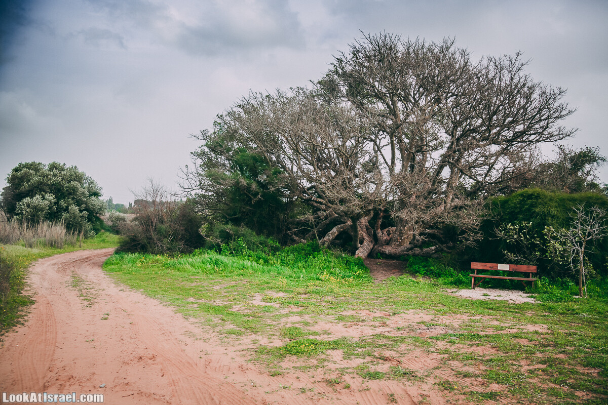 Побережье от Шфаим до Арсуф и Зеленая галерея - парк Дина - Сад скульптур на природе | LookAtIsrael.com - Фото путешествия по Израилю