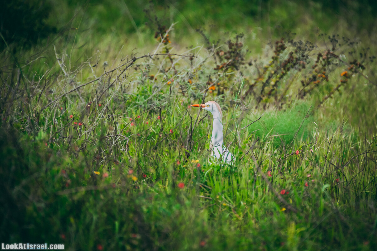 Побережье от Шфаим до Арсуф и Зеленая галерея - парк Дина - Сад скульптур на природе | LookAtIsrael.com - Фото путешествия по Израилю