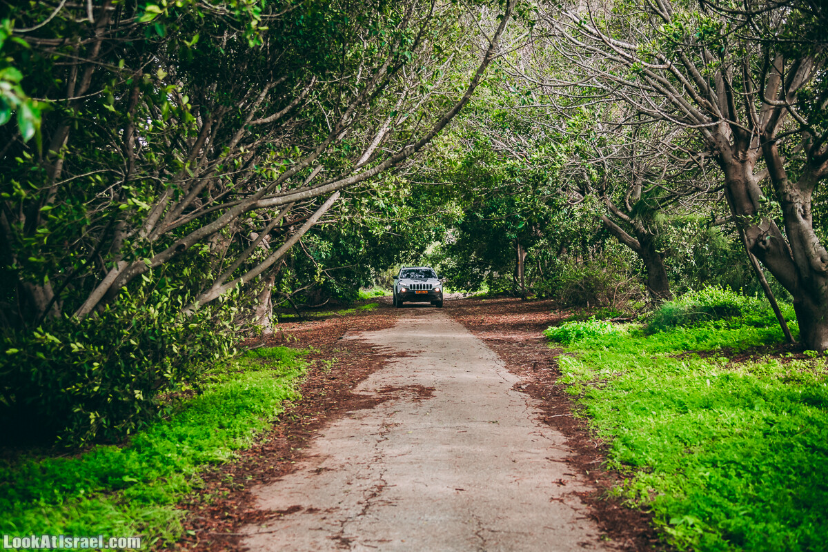 Побережье от Шфаим до Арсуф и Зеленая галерея - парк Дина - Сад скульптур на природе | LookAtIsrael.com - Фото путешествия по Израилю