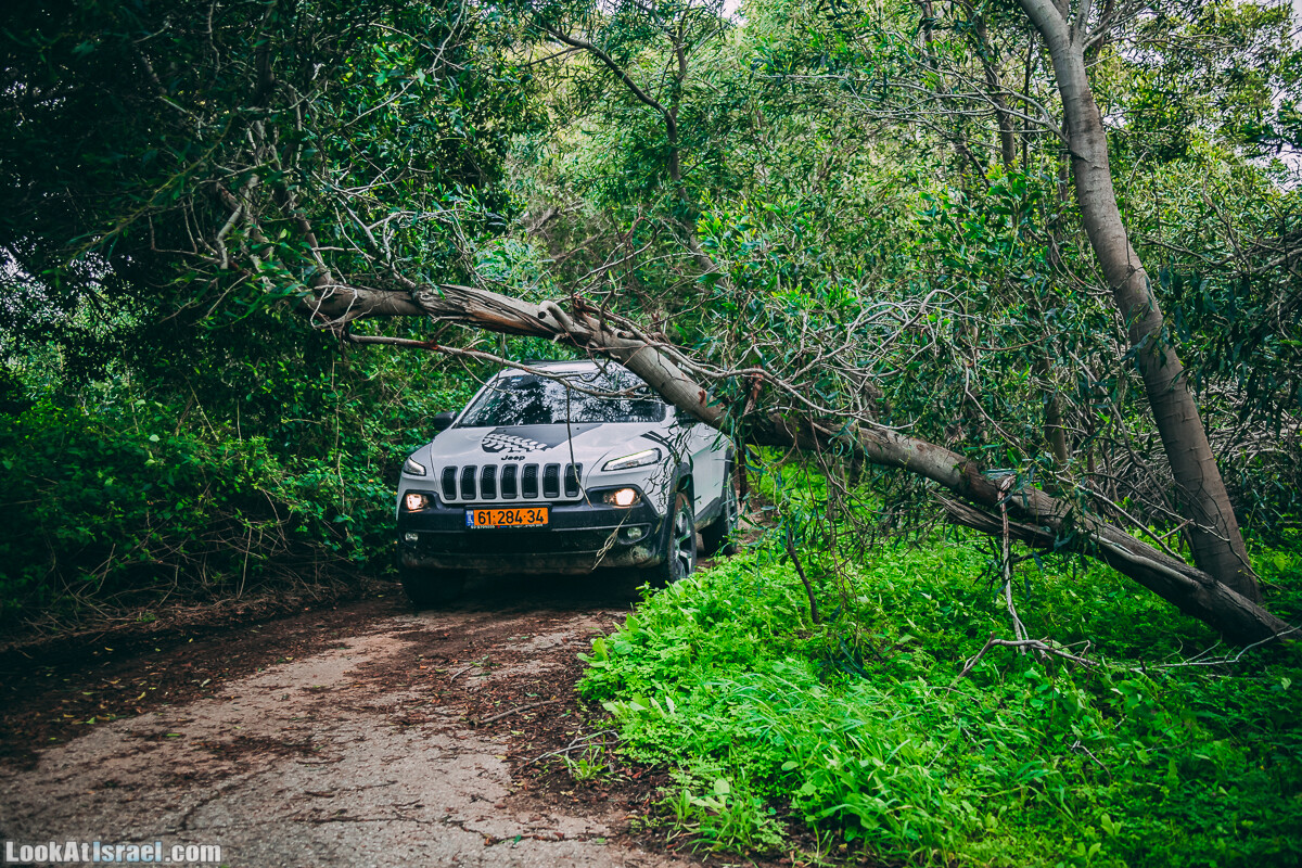 Побережье от Шфаим до Арсуф и Зеленая галерея - парк Дина - Сад скульптур на природе | LookAtIsrael.com - Фото путешествия по Израилю