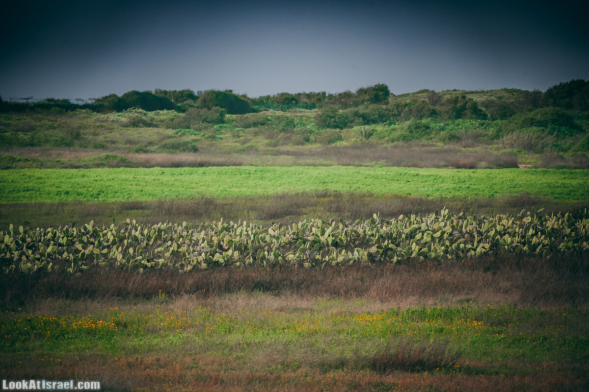 Побережье от Шфаим до Арсуф и Зеленая галерея - парк Дина - Сад скульптур на природе | LookAtIsrael.com - Фото путешествия по Израилю