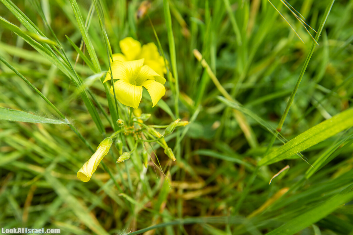 Пещеры Афека (меарот афека) Кладбище самаритян, поле нарциссов и парк восстанавливающихся деревьев | Afeka Caves | מערות אפקה | LookAtIsrael.com - Фото путешествия по Израилю