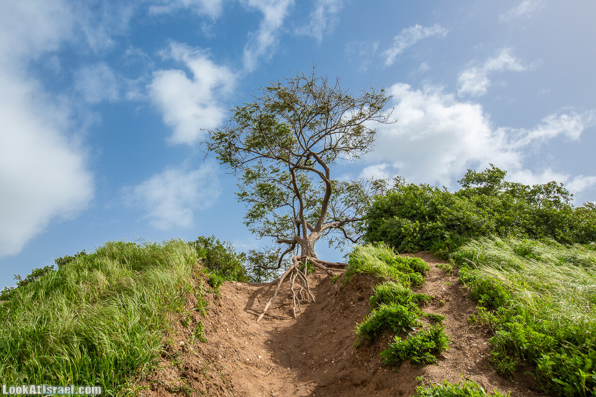 Пещеры Афека (меарот афека) Кладбище самаритян, поле нарциссов и парк восстанавливающихся деревьев | Afeka Caves | מערות אפקה | LookAtIsrael.com - Фото путешествия по Израилю