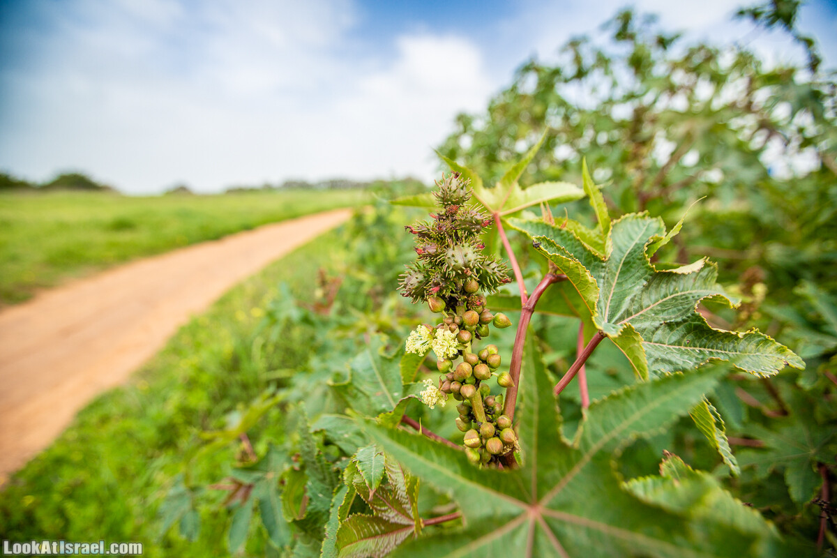 Пещеры Афека (меарот афека) Кладбище самаритян, поле нарциссов и парк восстанавливающихся деревьев | Afeka Caves | מערות אפקה | LookAtIsrael.com - Фото путешествия по Израилю