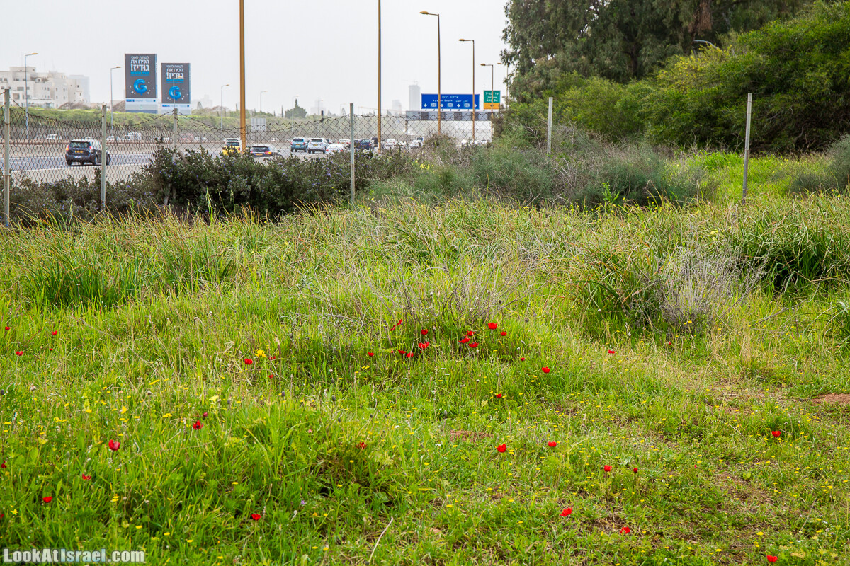 Пещеры Афека (меарот афека) Кладбище самаритян, поле нарциссов и парк восстанавливающихся деревьев | Afeka Caves | מערות אפקה | LookAtIsrael.com - Фото путешествия по Израилю