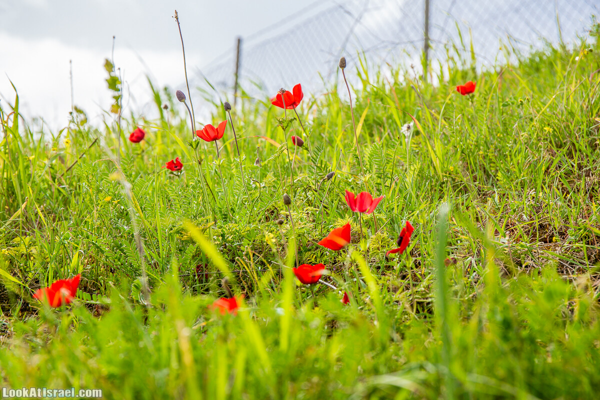 Пещеры Афека (меарот афека) Кладбище самаритян, поле нарциссов и парк восстанавливающихся деревьев | Afeka Caves | מערות אפקה | LookAtIsrael.com - Фото путешествия по Израилю