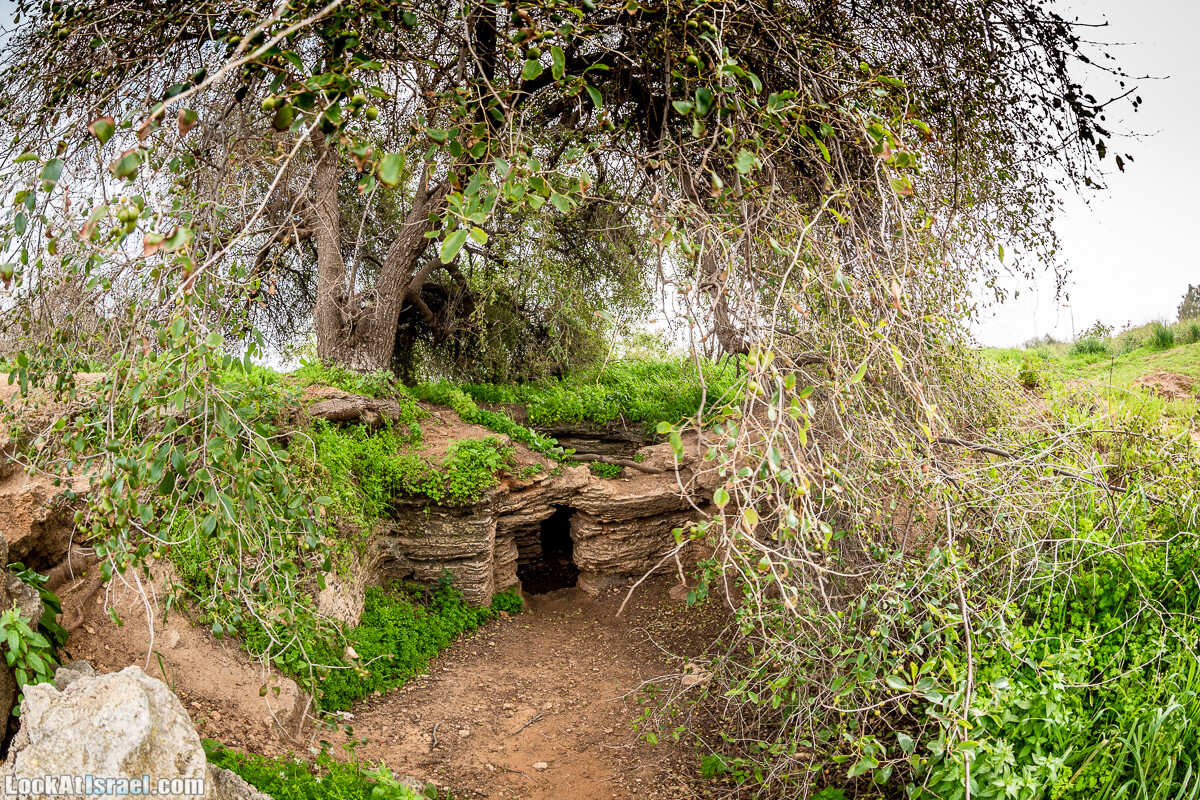 Пещеры Афека (меарот афека) Кладбище самаритян, поле нарциссов и парк восстанавливающихся деревьев | Afeka Caves | מערות אפקה | LookAtIsrael.com - Фото путешествия по Израилю