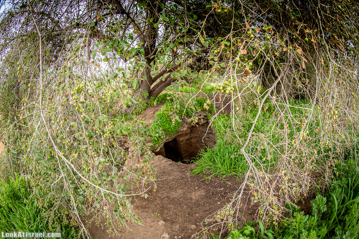 Пещеры Афека (меарот афека) Кладбище самаритян, поле нарциссов и парк восстанавливающихся деревьев | Afeka Caves | מערות אפקה | LookAtIsrael.com - Фото путешествия по Израилю