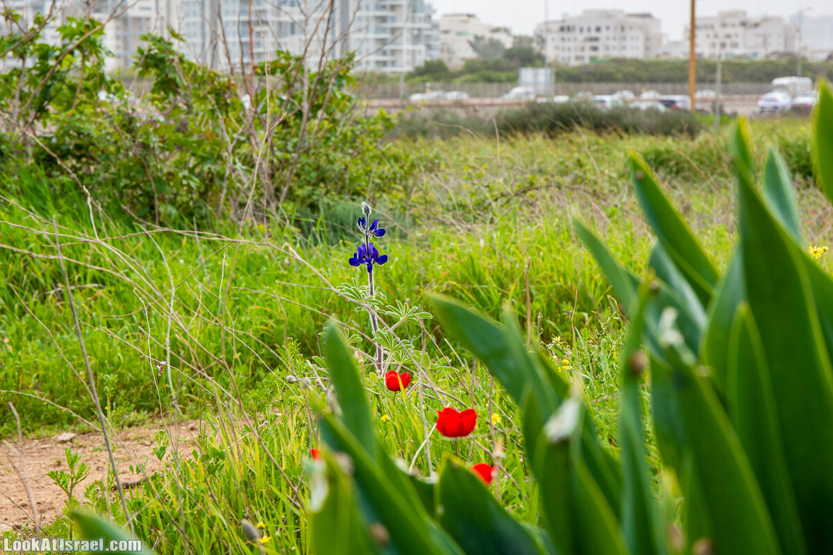 Пещеры Афека (меарот афека) Кладбище самаритян, поле нарциссов и парк восстанавливающихся деревьев | Afeka Caves | מערות אפקה | LookAtIsrael.com - Фото путешествия по Израилю