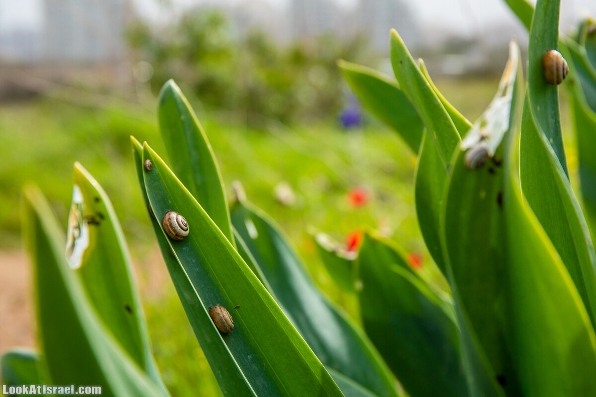 Пещеры Афека (меарот афека) Кладбище самаритян, поле нарциссов и парк восстанавливающихся деревьев | Afeka Caves | מערות אפקה | LookAtIsrael.com - Фото путешествия по Израилю