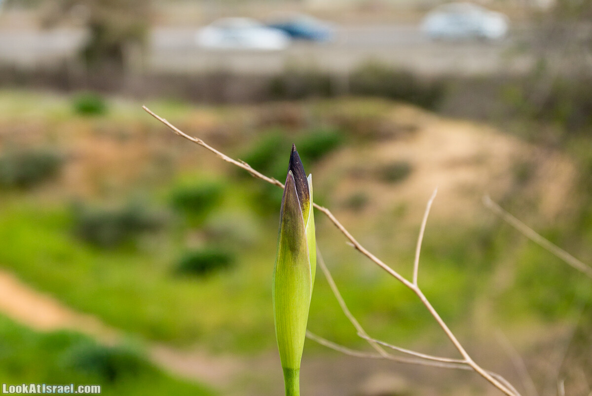 Пещеры Афека (меарот афека) Кладбище самаритян, поле нарциссов и парк восстанавливающихся деревьев | Afeka Caves | מערות אפקה | LookAtIsrael.com - Фото путешествия по Израилю