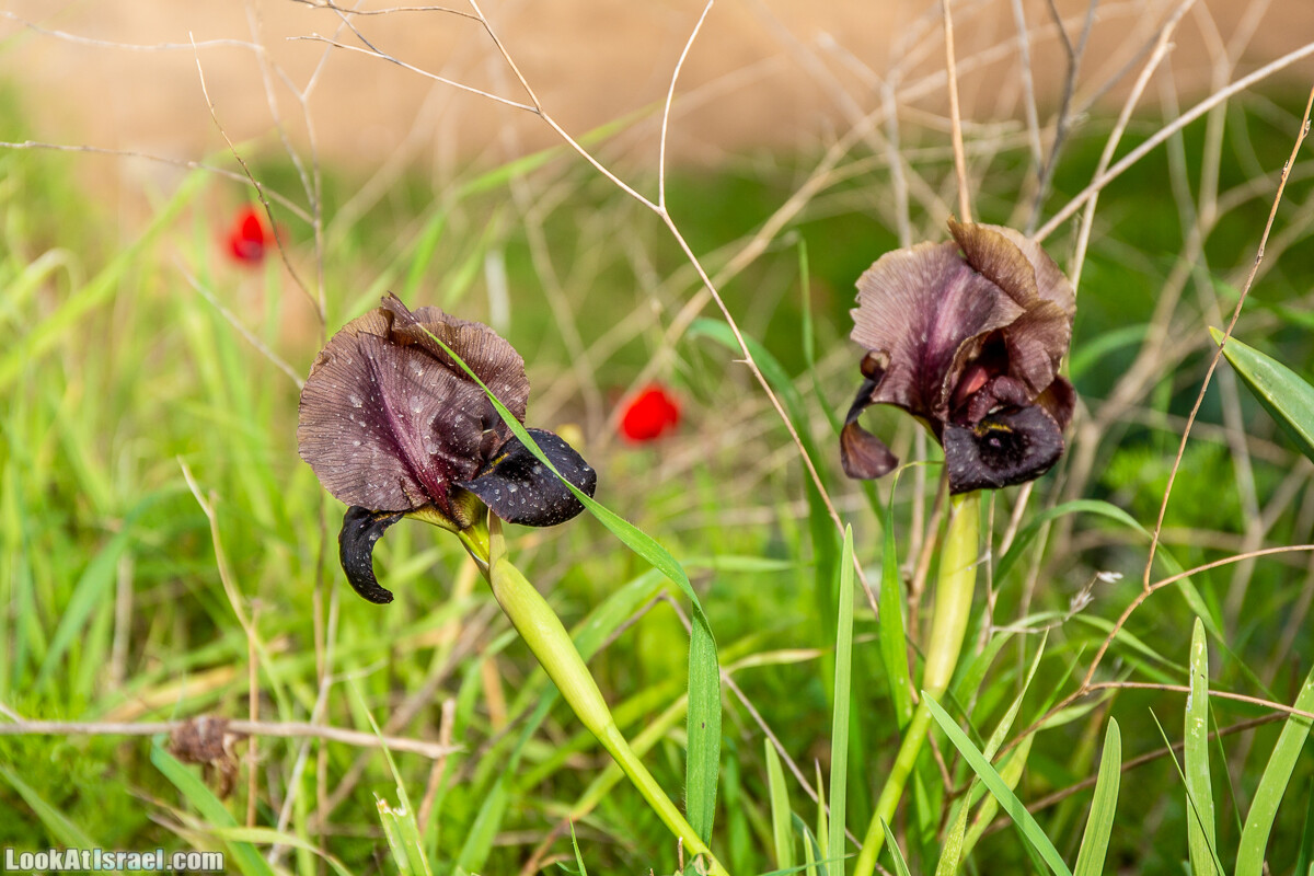 Пещеры Афека (меарот афека) Кладбище самаритян, поле нарциссов и парк восстанавливающихся деревьев | Afeka Caves | מערות אפקה | LookAtIsrael.com - Фото путешествия по Израилю