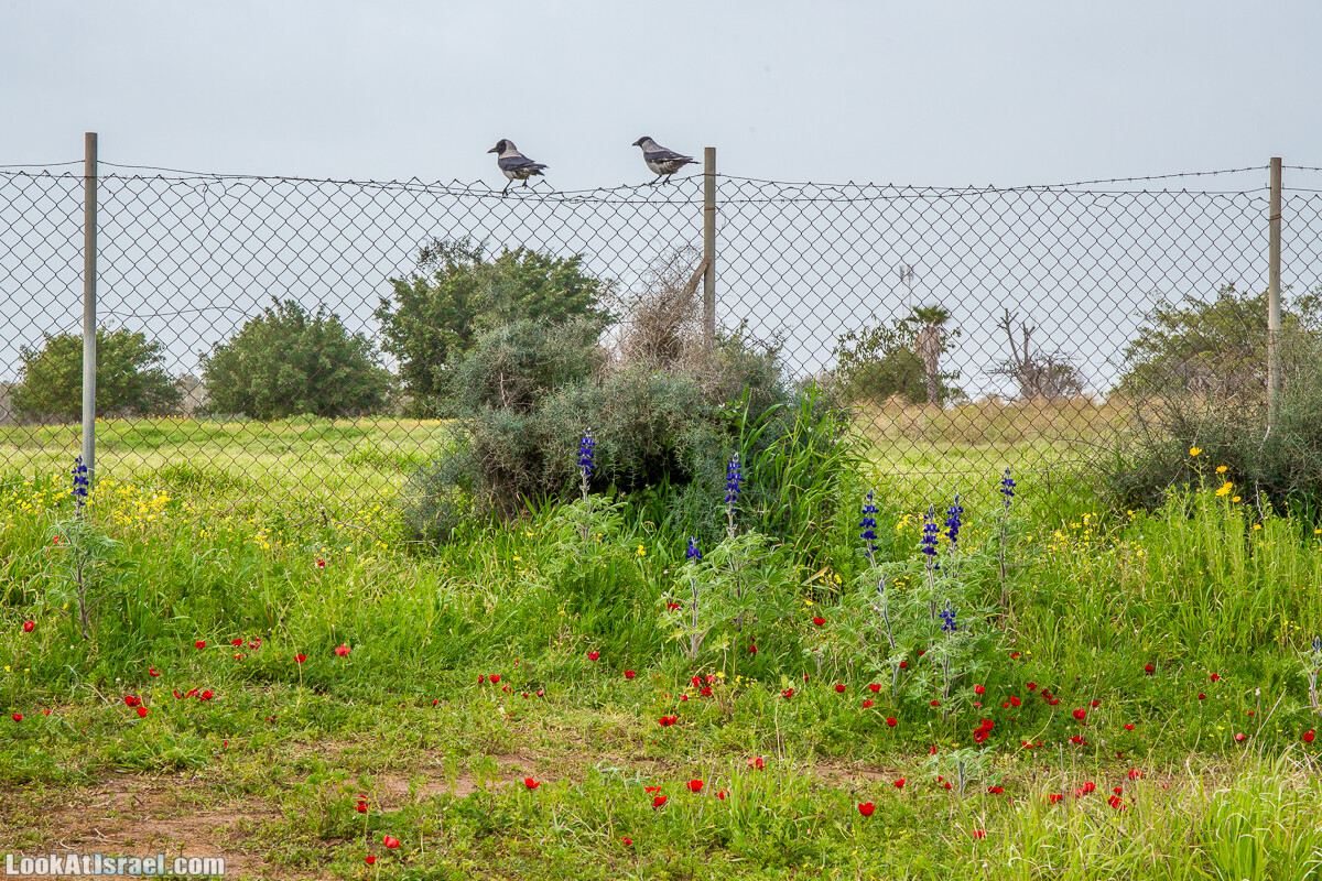 Пещеры Афека (меарот афека) Кладбище самаритян, поле нарциссов и парк восстанавливающихся деревьев | Afeka Caves | מערות אפקה | LookAtIsrael.com - Фото путешествия по Израилю
