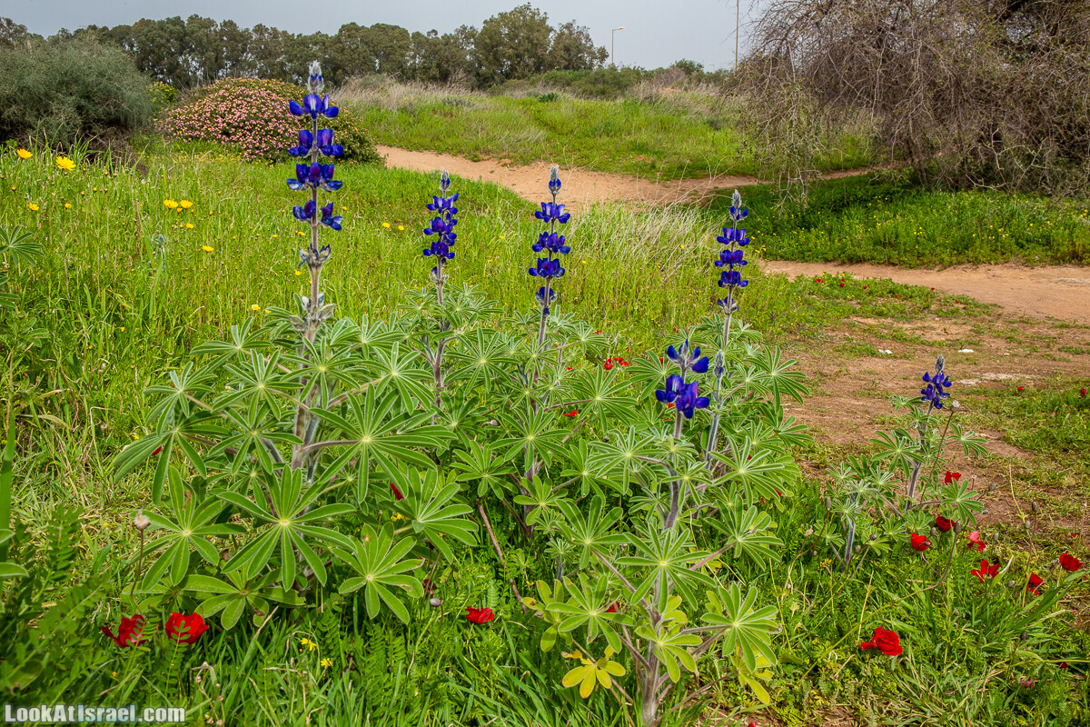 Пещеры Афека (меарот афека) Кладбище самаритян, поле нарциссов и парк восстанавливающихся деревьев | Afeka Caves | מערות אפקה | LookAtIsrael.com - Фото путешествия по Израилю