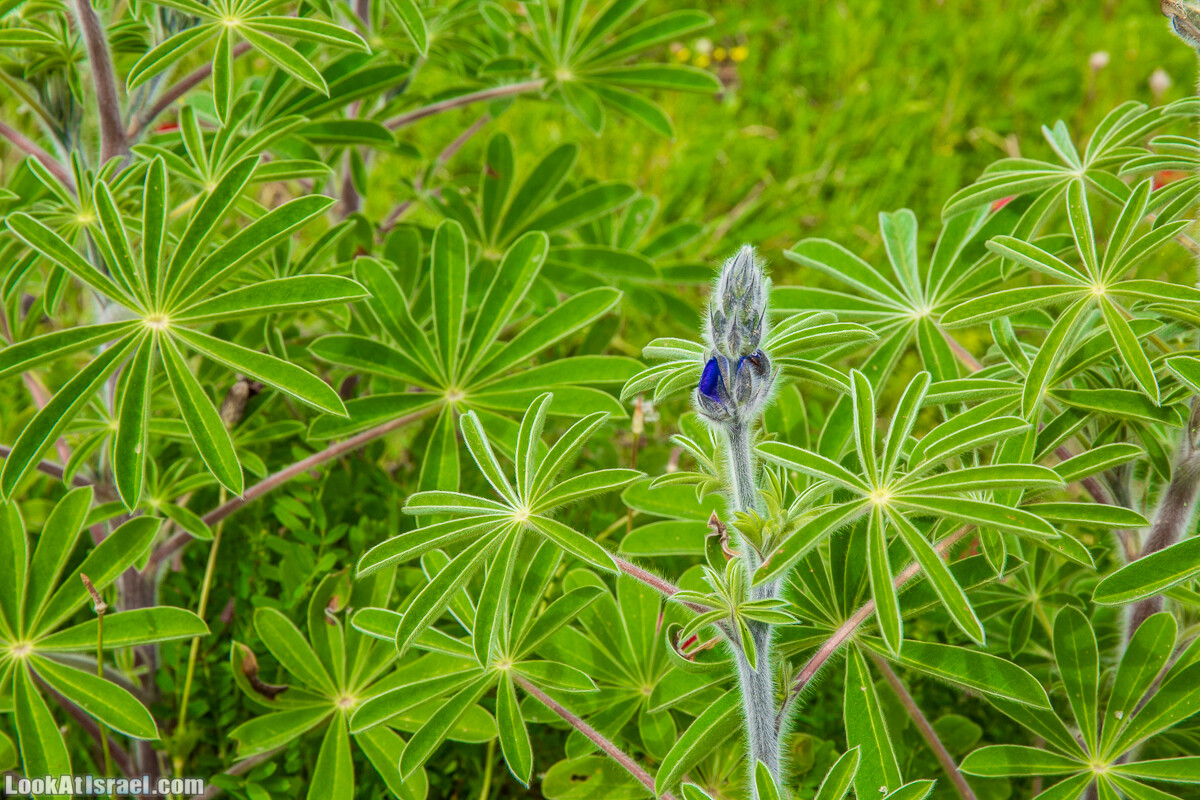Пещеры Афека (меарот афека) Кладбище самаритян, поле нарциссов и парк восстанавливающихся деревьев | Afeka Caves | מערות אפקה | LookAtIsrael.com - Фото путешествия по Израилю