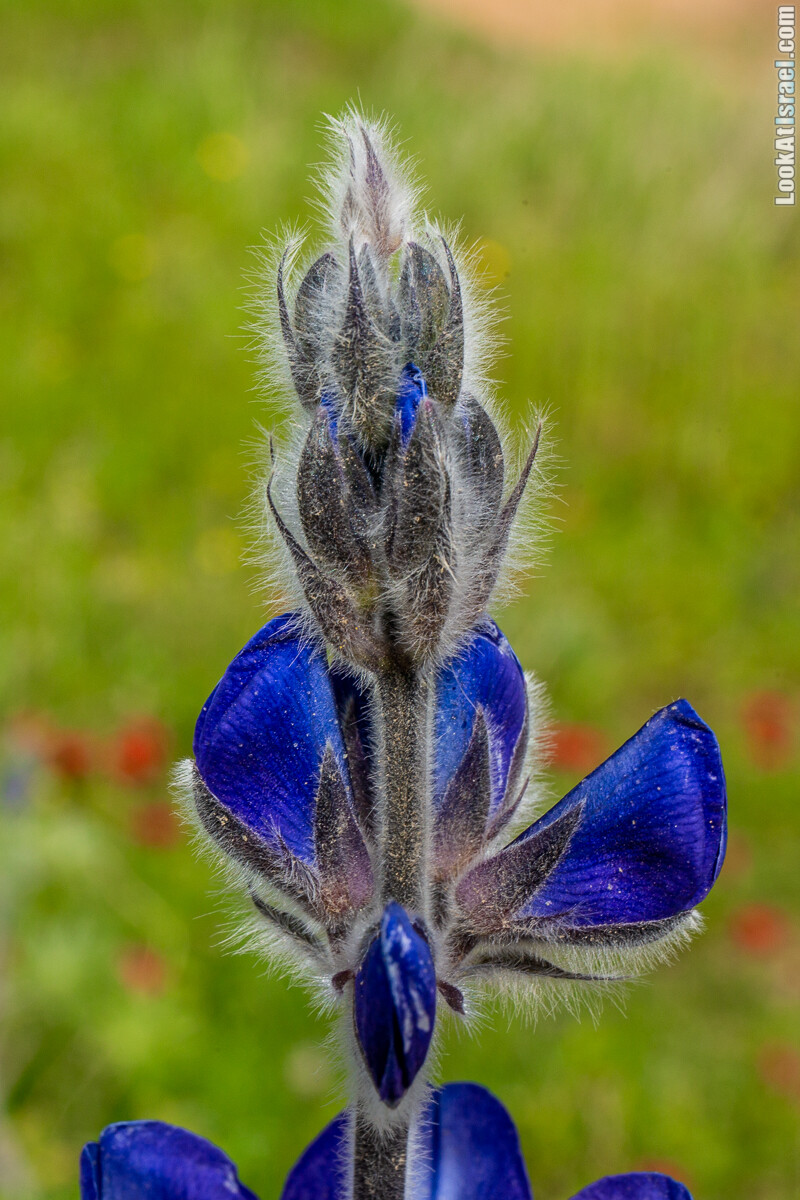 Пещеры Афека (меарот афека) Кладбище самаритян, поле нарциссов и парк восстанавливающихся деревьев | Afeka Caves | מערות אפקה | LookAtIsrael.com - Фото путешествия по Израилю
