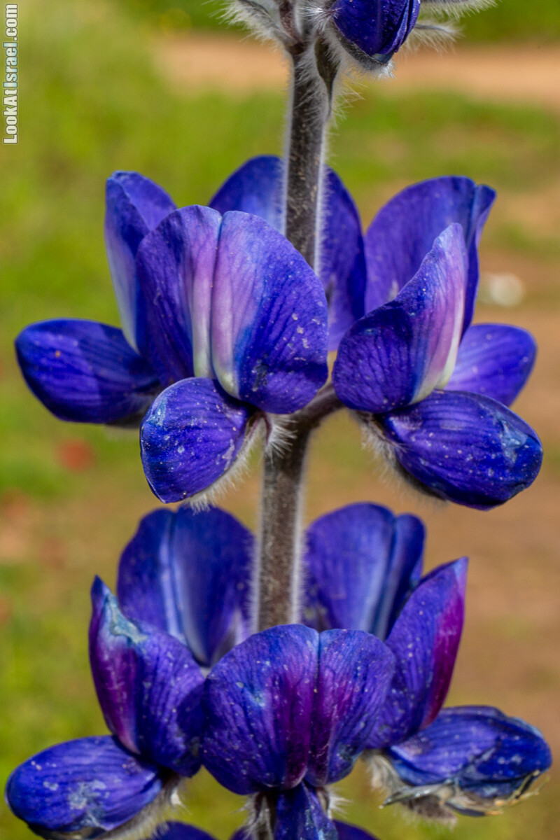 Пещеры Афека (меарот афека) Кладбище самаритян, поле нарциссов и парк восстанавливающихся деревьев | Afeka Caves | מערות אפקה | LookAtIsrael.com - Фото путешествия по Израилю