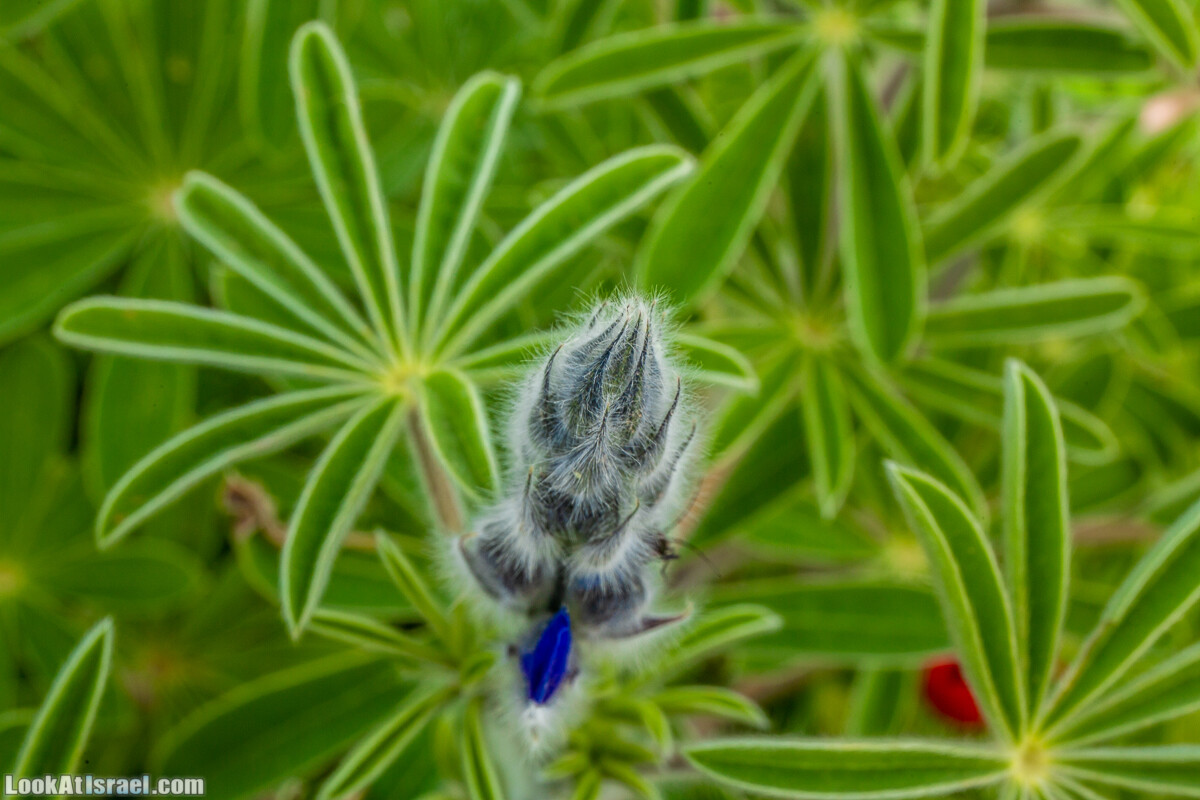 Пещеры Афека (меарот афека) Кладбище самаритян, поле нарциссов и парк восстанавливающихся деревьев | Afeka Caves | מערות אפקה | LookAtIsrael.com - Фото путешествия по Израилю