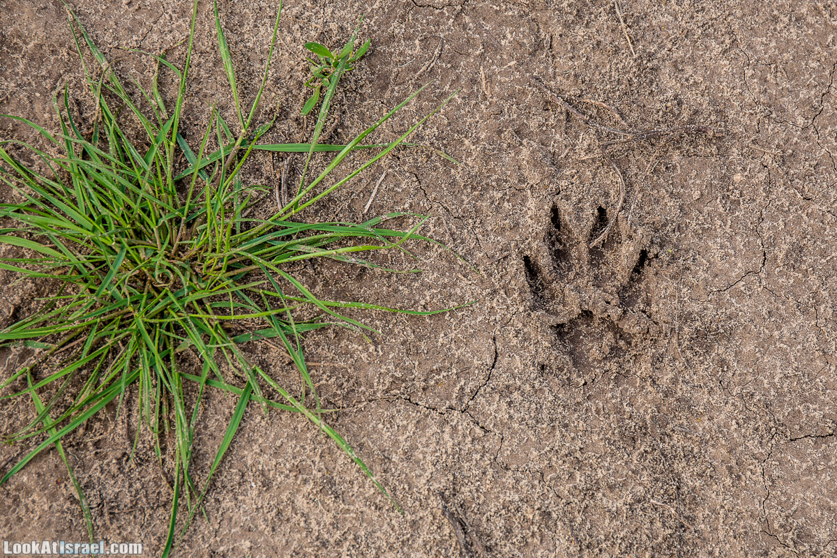 Пещеры Афека (меарот афека) Кладбище самаритян, поле нарциссов и парк восстанавливающихся деревьев | Afeka Caves | מערות אפקה | LookAtIsrael.com - Фото путешествия по Израилю