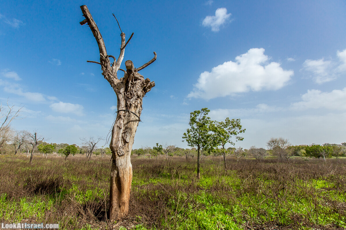 Пещеры Афека (меарот афека) Кладбище самаритян, поле нарциссов и парк восстанавливающихся деревьев | Afeka Caves | מערות אפקה | LookAtIsrael.com - Фото путешествия по Израилю