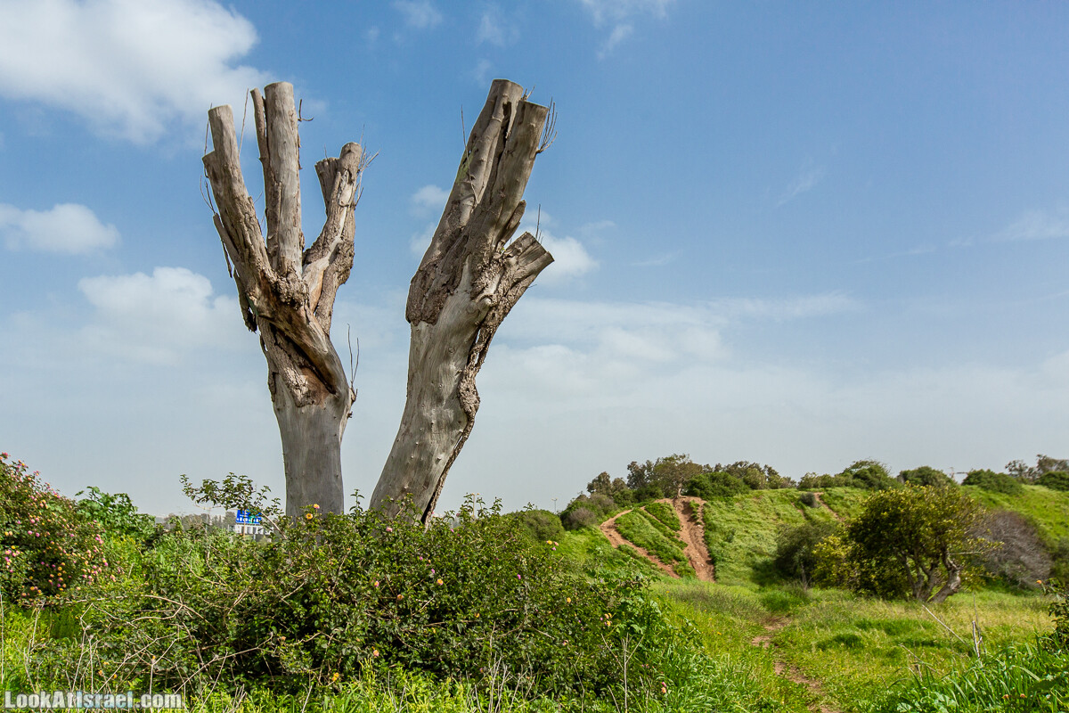 Пещеры Афека (меарот афека) Кладбище самаритян, поле нарциссов и парк восстанавливающихся деревьев | Afeka Caves | מערות אפקה | LookAtIsrael.com - Фото путешествия по Израилю