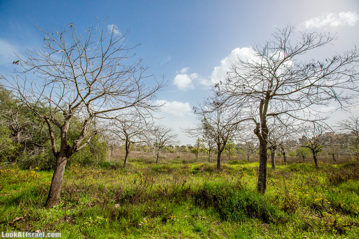 Пещеры Афека (меарот афека) Кладбище самаритян, поле нарциссов и парк восстанавливающихся деревьев | Afeka Caves | מערות אפקה | LookAtIsrael.com - Фото путешествия по Израилю
