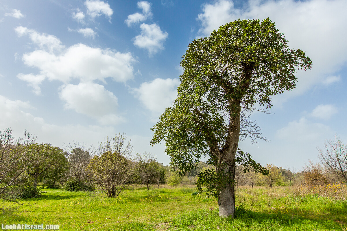 Пещеры Афека (меарот афека) Кладбище самаритян, поле нарциссов и парк восстанавливающихся деревьев | Afeka Caves | מערות אפקה | LookAtIsrael.com - Фото путешествия по Израилю